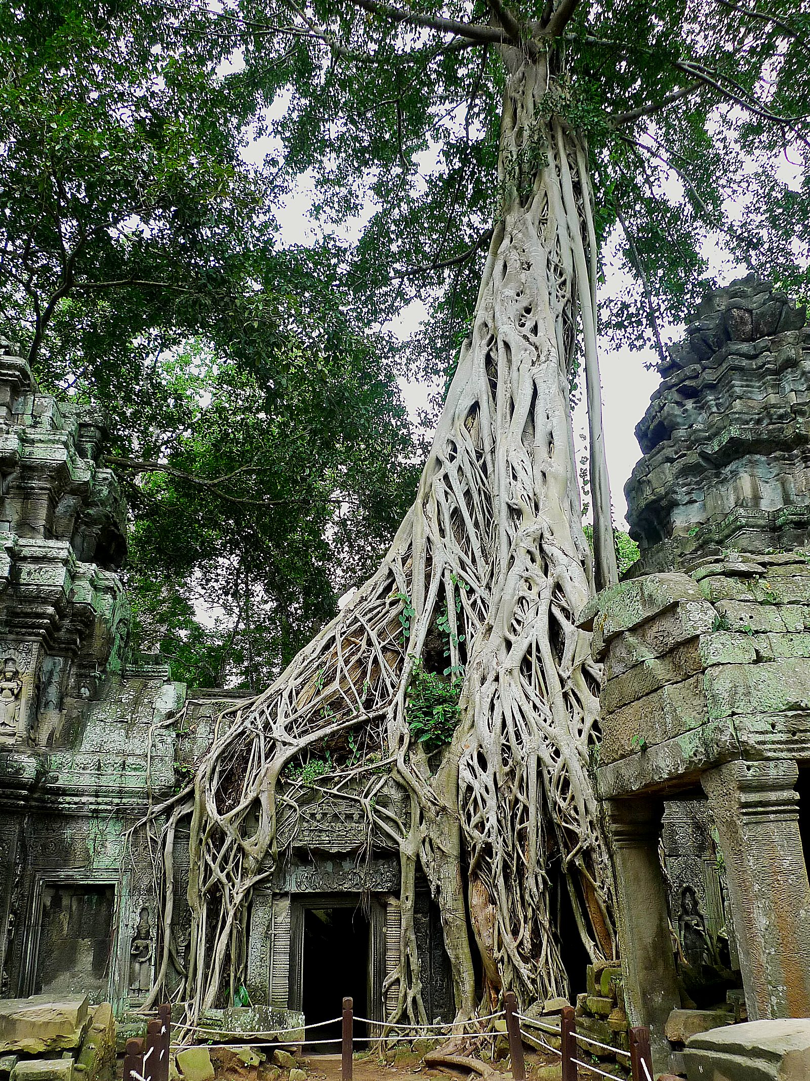 Ta Prohm, Kambodscha